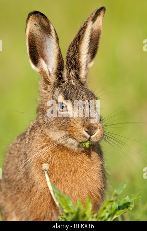 Feldhase (Lepus europaeus) coniglio lepre Foto Stock