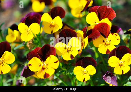 Pansies aka pansy violette (Viola tricolore hortensis) Foto Stock