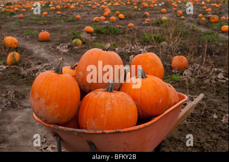 Festa d'autunno con la carriola piena di zucca in zucca patch Marysville Washington stato USA Foto Stock