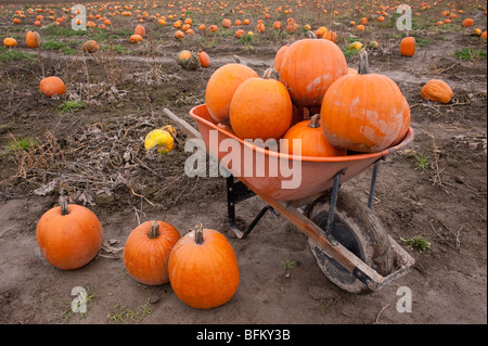 Festa d'autunno con la carriola piena di zucca in zucca patch Marysville Washington stato USA Foto Stock