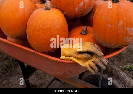 Festa d'autunno con la carriola piena di zucca in zucca patch Marysville Washington stato USA Foto Stock