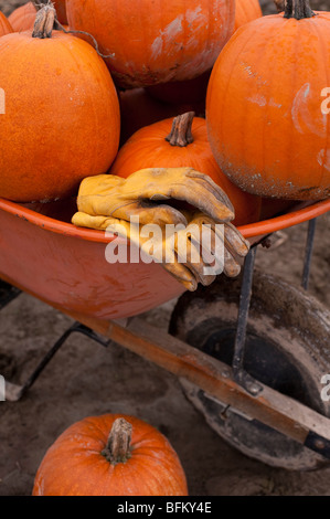 Festa d'autunno con la carriola piena di zucche con guanti in zucca patch Marysville Washington stato USA Foto Stock