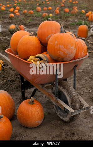 Festa d'autunno con la carriola piena di zucche con guanti in zucca patch Marysville Washington stato USA Foto Stock