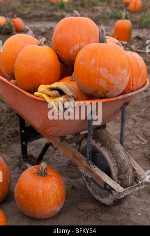 Festa d'autunno con la carriola piena di zucche con guanti in zucca patch Marysville Washington stato USA Foto Stock