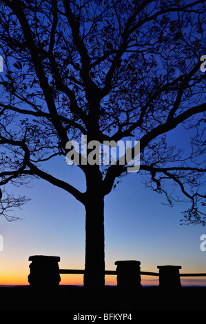 Albero e pilastri stagliano Tramonto nel regno del parco statale nella contea di Letcher, Kentucky Foto Stock