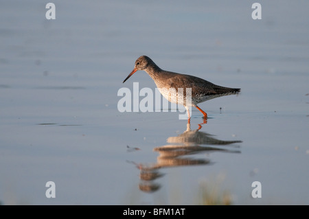 Comune Rotschenkel Redshank Tringa totanus Foto Stock