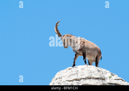 Iberiensteinbock (Capra pyrenaica) - spagnolo ibex Foto Stock