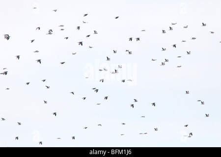Greggi grandi migratori colombacci (Columba palumbus) tornare alle loro zone di riproduzione nel nord della Svezia. Foto Stock