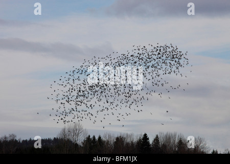 Greggi grandi migratori colombacci (Columba palumbus) tornare alle loro zone di riproduzione nel nord della Svezia. Foto Stock