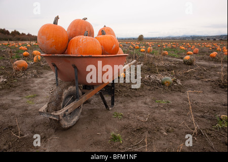 Festa d'autunno con la carriola piena di zucca in zucca patch Marysville Washington stato USA Foto Stock