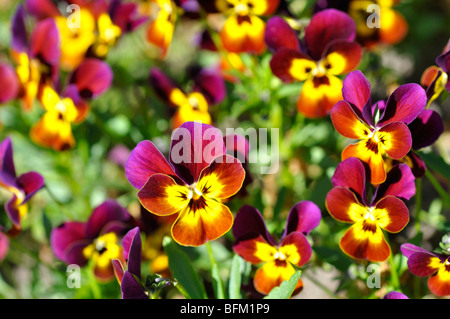 Pansies aka pansy violette (Viola tricolore hortensis) Foto Stock