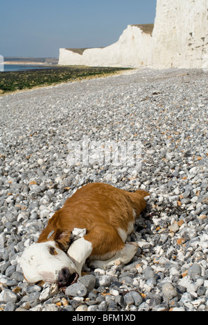 Un vitello morti ai piedi delle scogliere vicino Birling Gap, East Sussex. Foto Stock