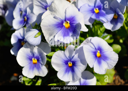 Pansies aka pansy violette (Viola tricolore hortensis) Foto Stock