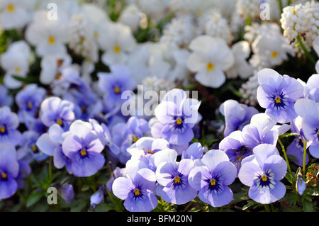 Pansies aka pansy violette (Viola tricolore hortensis) Foto Stock