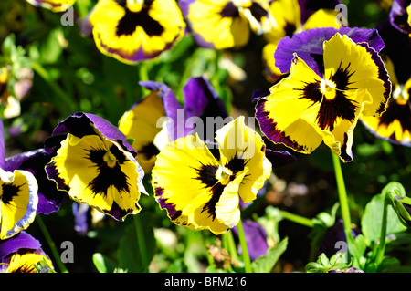 Pansies aka pansy violette (Viola tricolore hortensis) Foto Stock