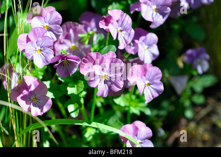 Pansies aka pansy violette (Viola tricolore hortensis) Foto Stock