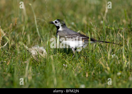 White Wagtail (Motacilla alba) si appollaia in erba cantando Foto Stock