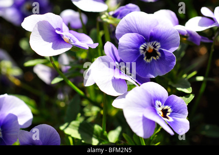 Pansies aka pansy violette (Viola tricolore hortensis) Foto Stock