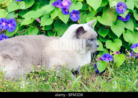 Siamese Blue Point cat Foto Stock