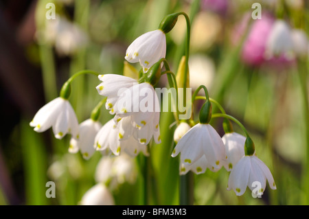 Il simbolo del fiocco di neve di primavera (Leucojum vernum) Foto Stock