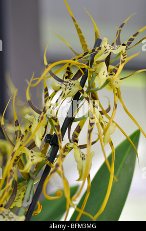 Inarcamento Brassia Orchidea (Brassia arcuigera) Foto Stock