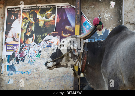 Indian zebù in piedi nella parte anteriore del vestito di stracci manifesti di film su una parete in un indiano street. Andhra Pradesh, India Foto Stock