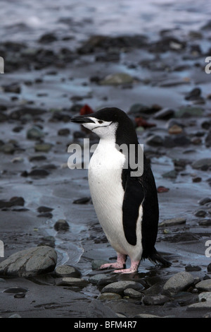 Pinguini Chinstrap Arctowski vicino stazione polacca, Antartide Foto Stock