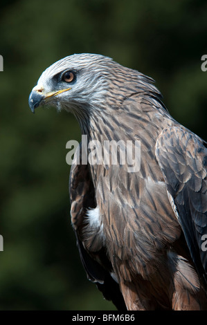 Nibbio bruno (Milvus nigrans) Foto Stock