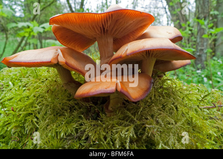 Gambo in velluto - Inverno (funghi Flammulina velutipes) Foto Stock