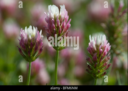 A lungo guidato di trifoglio rosso (Trifolium incarnatum ssp. molinerii), gruppo Foto Stock