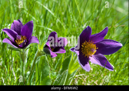 "Pasque Flower (Pulsatilla vulgaris), gruppo di tre Foto Stock