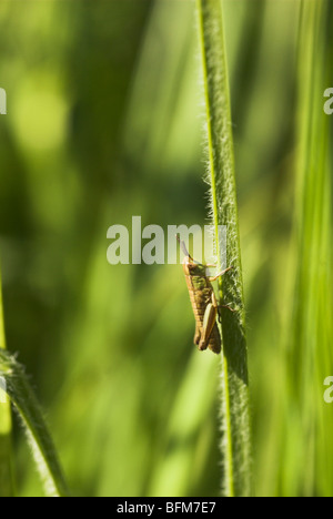 Campo comune Grasshopper (Chorthippus brunneus) ninfa. Foto Stock