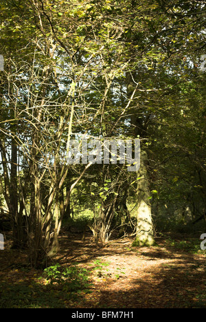 Il tardo autunno sole illumina un'area boschiva nel Sussex Weald in West Sussex. Foto Stock