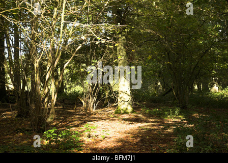 Il tardo autunno sole illumina un'area boschiva nel Sussex Weald in West Sussex. Foto Stock