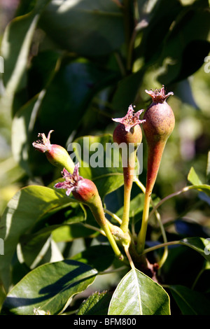 Conferenza giovani frutticini pera durante la primavera. Foto Stock