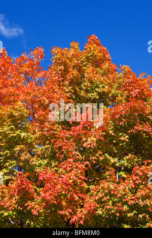 Nature Changing Colours Foto Stock