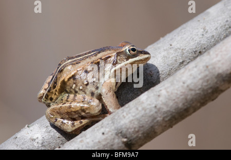 Una rana in legno (Rana sylvatica) su un ramo di piccole dimensioni Foto Stock