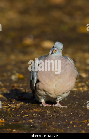 Woodpigeon (Columba palumbus) seduto a terra Foto Stock