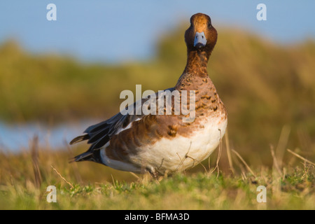 Maschio di fischione (Anas penelope) seduto sul bordo della laguna Foto Stock