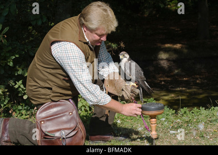Falconer con Lanner Falcon (prigioniero) Falco biarmicus, REGNO UNITO Foto Stock