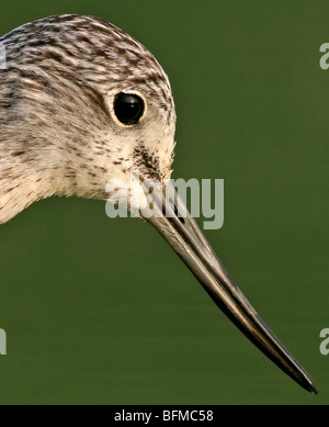 Comune (greenshank Tringa nebularia), ritratto, in Germania, in Renania Palatinato Foto Stock