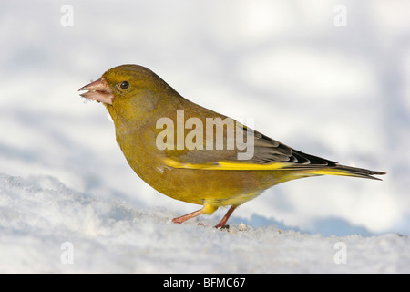 Western verdone (Carduelis chloris), seduto sulla neve, Europa Foto Stock