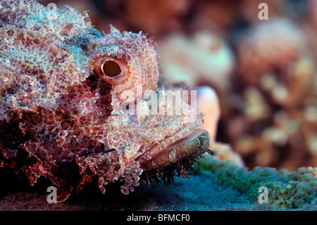 Primo piano della bocca e degli occhi del diavolo scorfani, Scorpaenopsis diabolus " Red Sea' Foto Stock