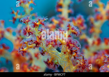 Primo piano della soft coral Dendronephthya sp. che mostra i singoli polipi, 'Red Sea' Foto Stock