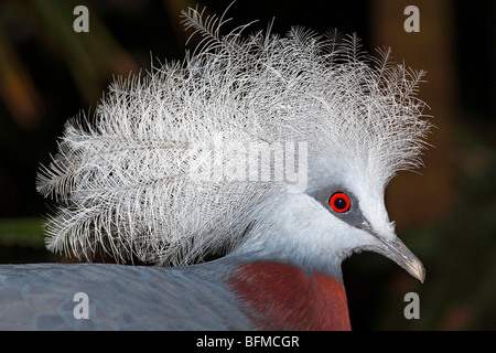 Western incoronato Pigeon, Goura cristata, mostrando la magnifica corona di piume. Questo è il più grande di Pigeon nel mondo Foto Stock