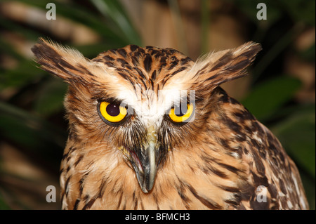 Buffy pesce civetta, Ketupa ketupu si trova nel sud est asiatico dalla Tailandia a Java e Bali. Chiamato anche pesce Malay owl. Foto Stock