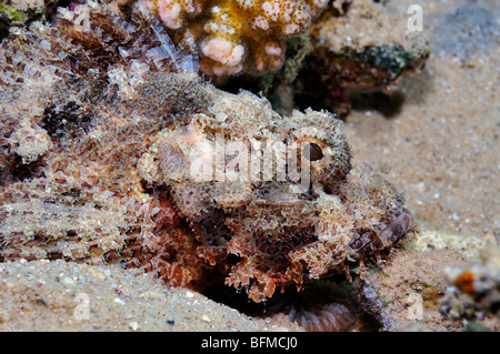 Primo piano di mimetizzata diavolo scorfani, Scorpaenopsis diabolus. "Mare Rosso" Foto Stock