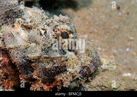 Primo piano della bocca e degli occhi del diavolo scorfani, Scorpaenopsis diabolus. "Mare Rosso" Foto Stock