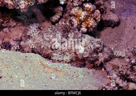 Tutto il corpo di ben mimetizzata diavolo scorfani, Scorpaenopsis diabolus. "Mare Rosso" Foto Stock
