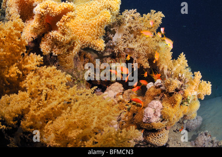 Soft alcionario e cuoio coralli molli con anthias pesce sulla barriera corallina, 'Red Sea' Foto Stock